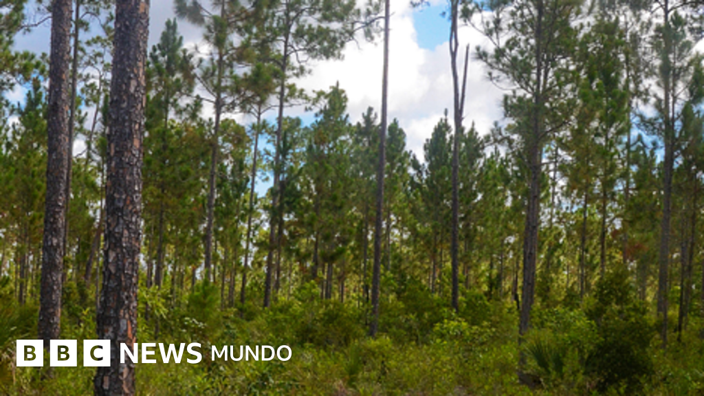 Miami alberga un bosque único en el mundo